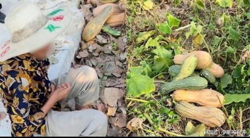 偷南瓜最新爆料視頻,驚現神秘幕后黑手！