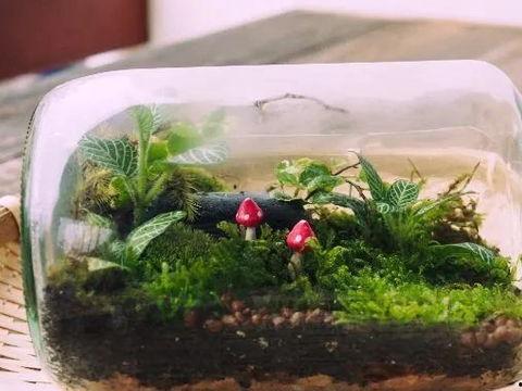 最新 植物爆料視頻,神秘植物視頻曝光，帶你探索未知生命奧秘