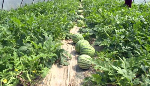 最新河北吃瓜視頻爆料,揭秘幕后真相，網友熱議不斷